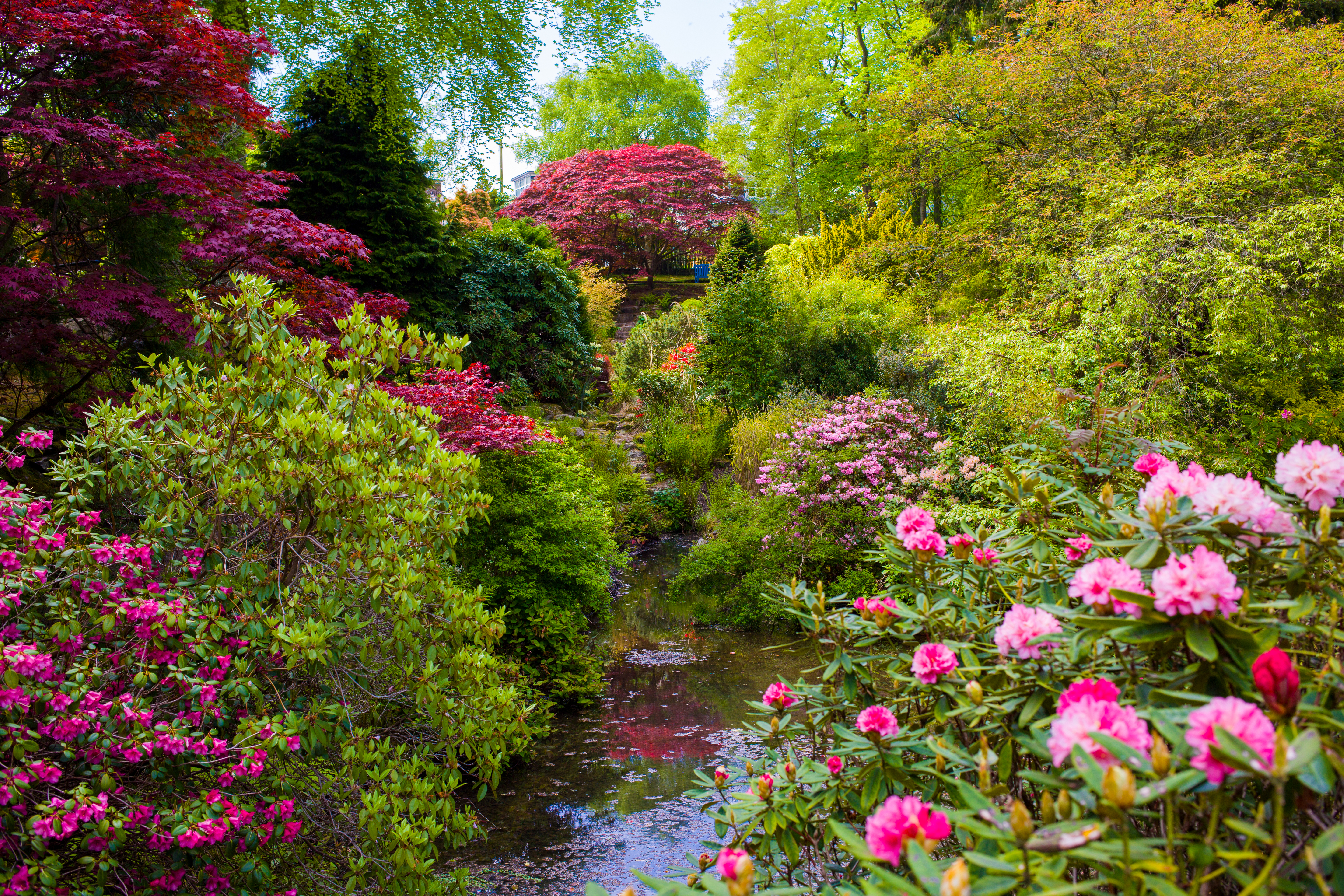 Smuk forårspark i Aberdeen, Skotland, med blomstrende lyserøde rhododendron og azalea omkring en rolig sø