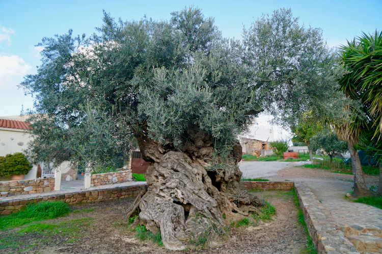 Ældgammelt oliventræ i Vouves på Kreta med 3000 års historie, knudret stamme og karakteristiske grene - et levende monument på vores kulturrejse