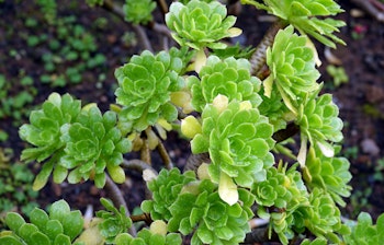 Nærbillede af Aeonium Arboreum (træ-husløg) med lysegrønne rosette-blade i den Botaniske Have på Madeira