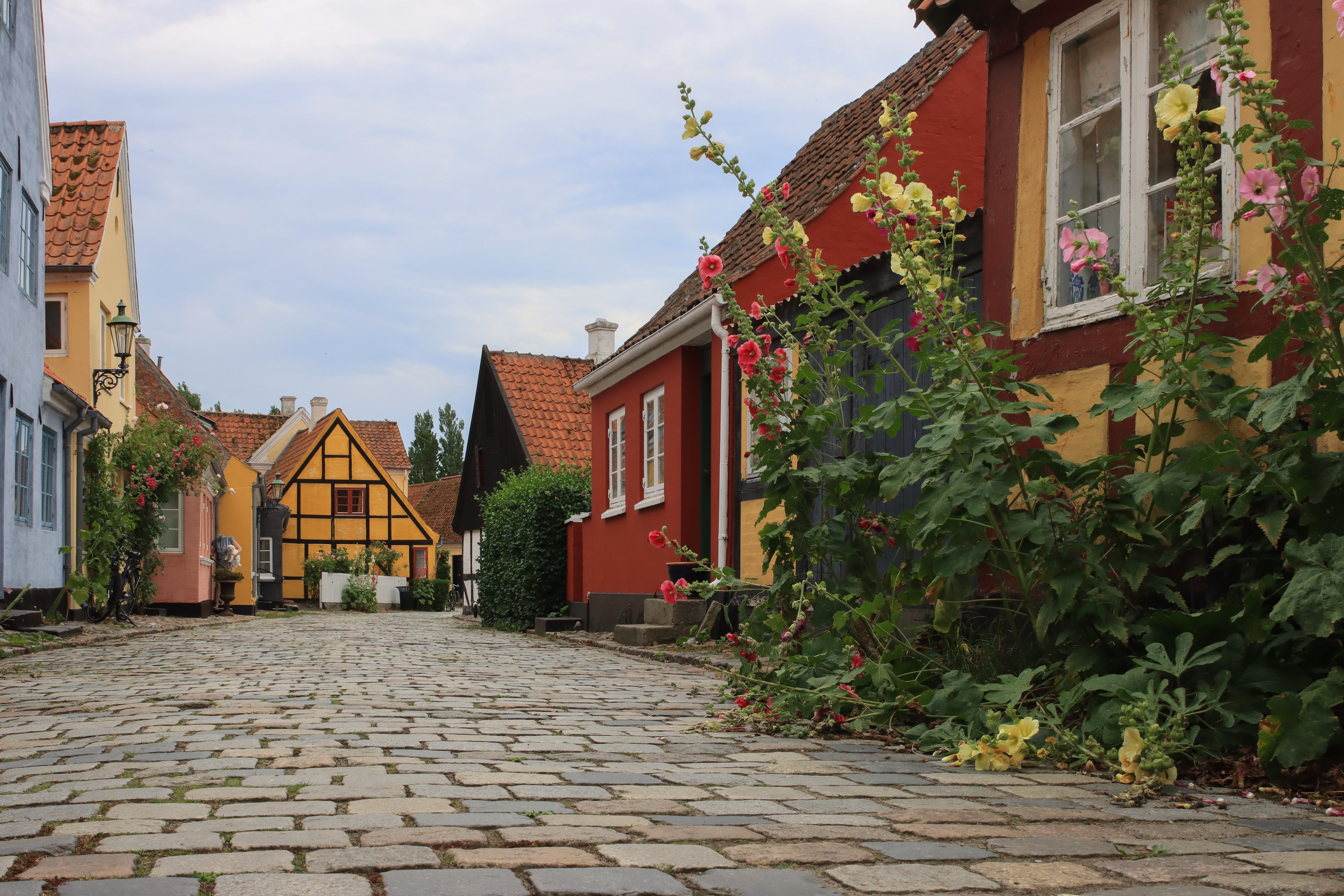 Idyllisk brolagt gade i Ærøskøbing med farverige traditionelle huse og blomstrende stokroser om sommeren