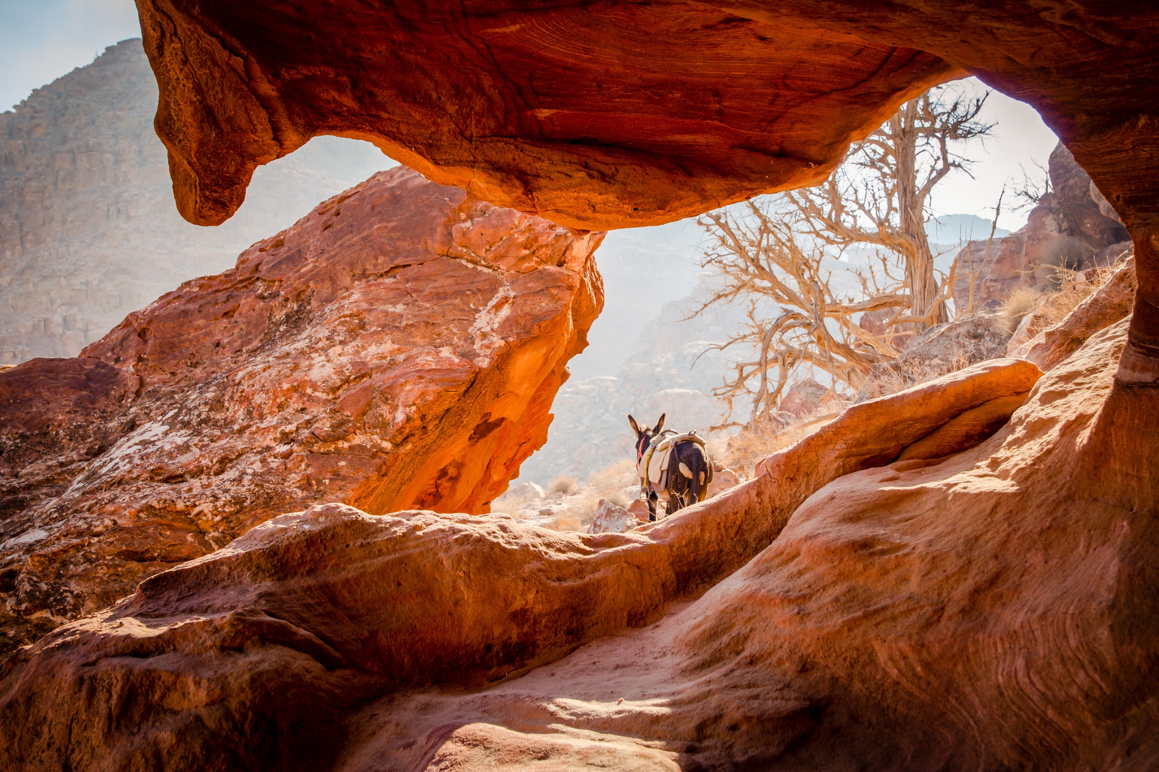 Æselvandring gennem Jordan ørken mellem røde sandstensklipper under naturlig stenbue