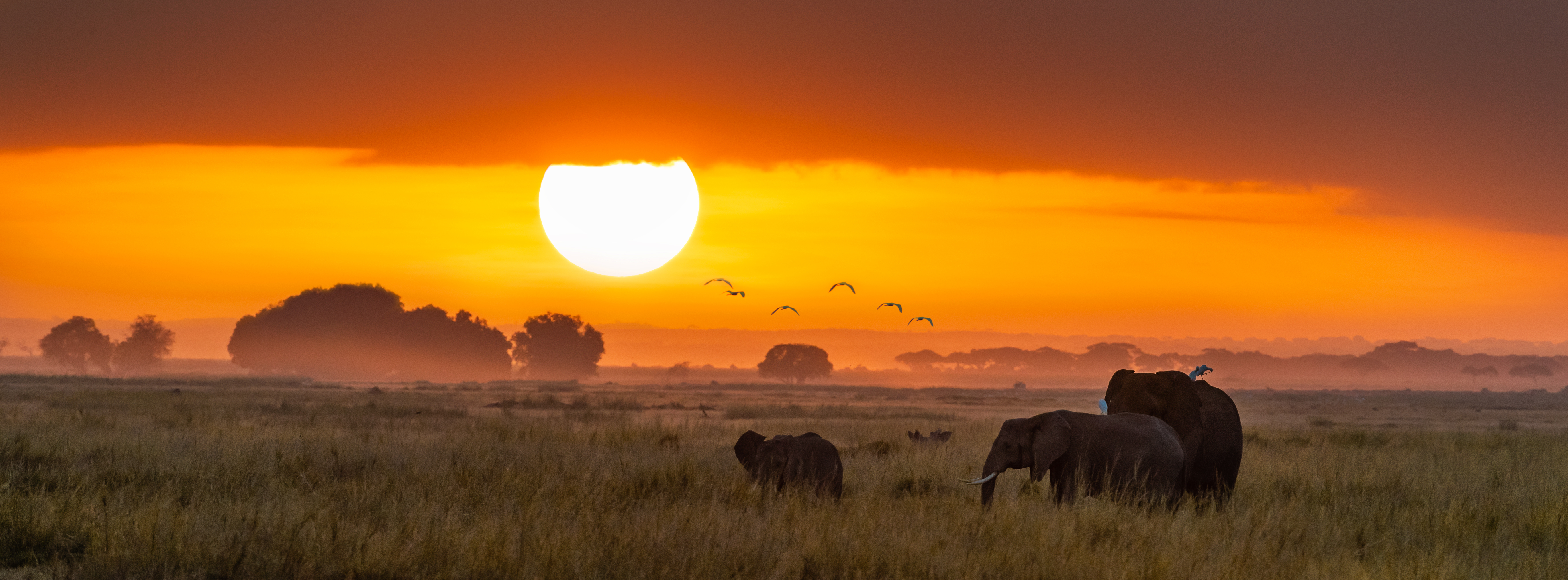 Afrikansk elefantfamilie vandrer gennem gylden savanne ved solnedgang i Kenya nationalpark