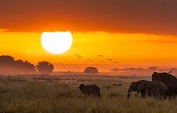 Afrikansk elefantfamilie vandrer gennem gylden savanne ved solnedgang i Kenya nationalpark
