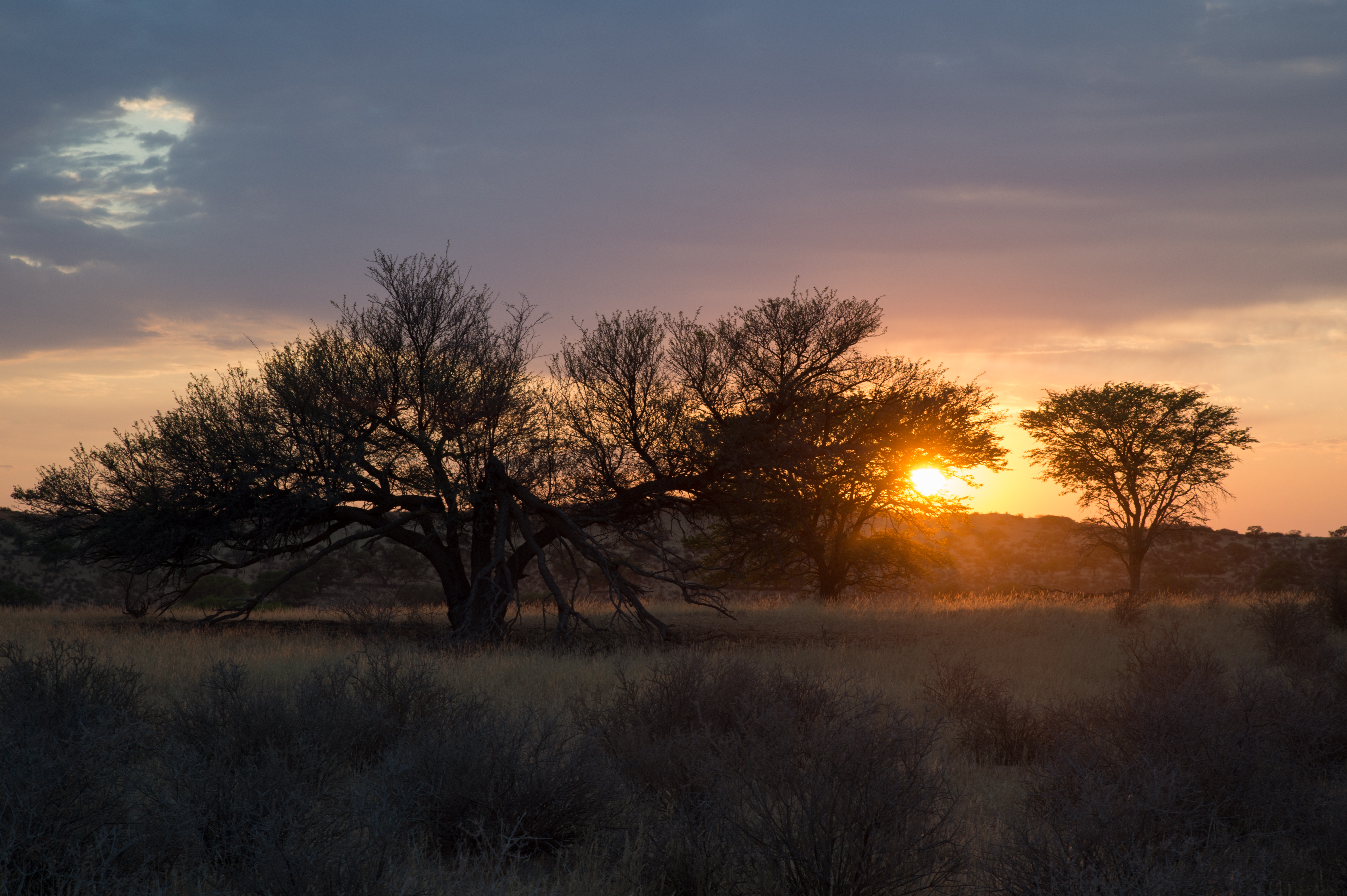 Afrikansk savanne ved solnedgang med akacietræer og gylden himmel på safari rejse
