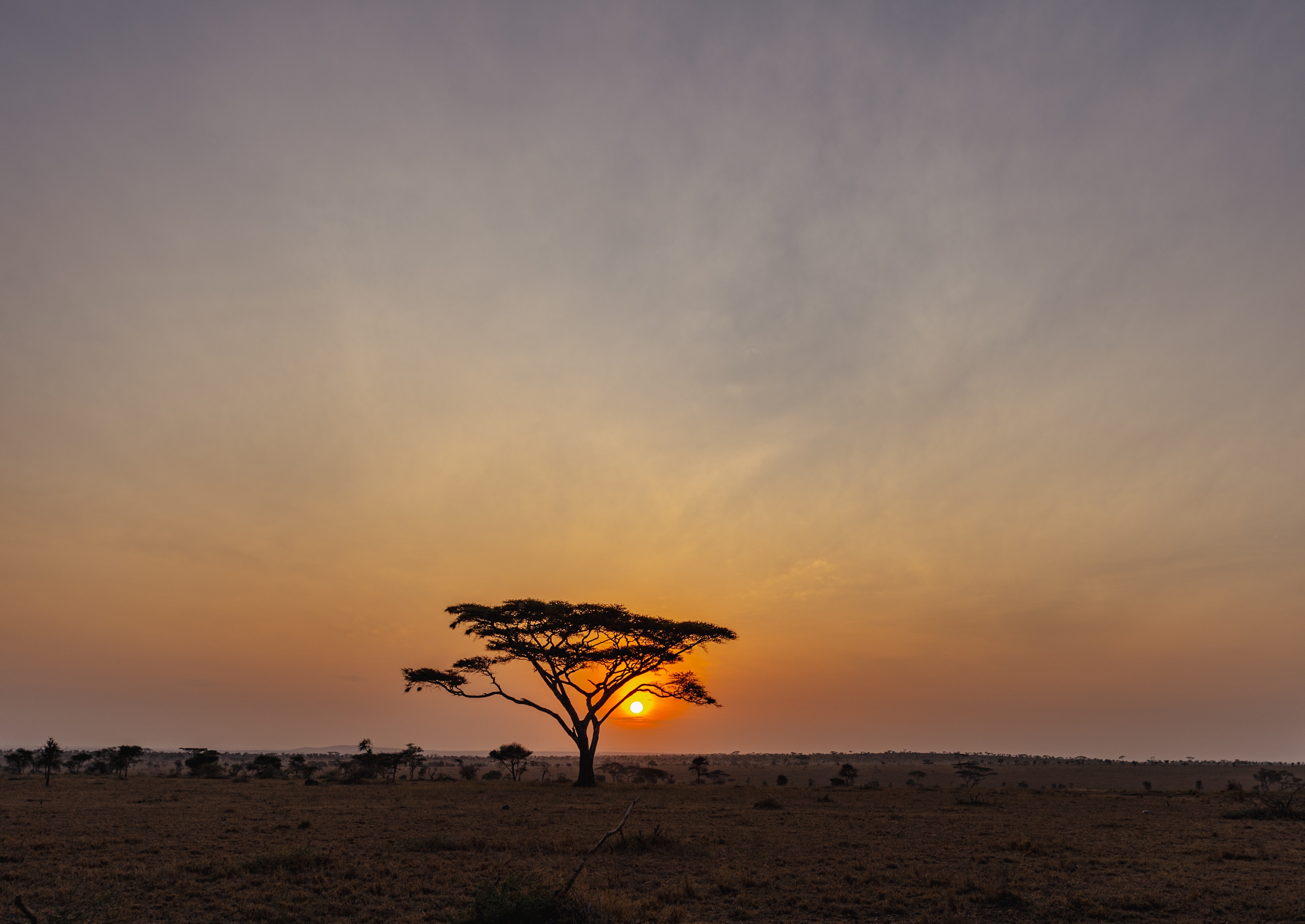 Smuk afrikansk solnedgang med acacia træ silhuet i Serengeti savanne Tanzania