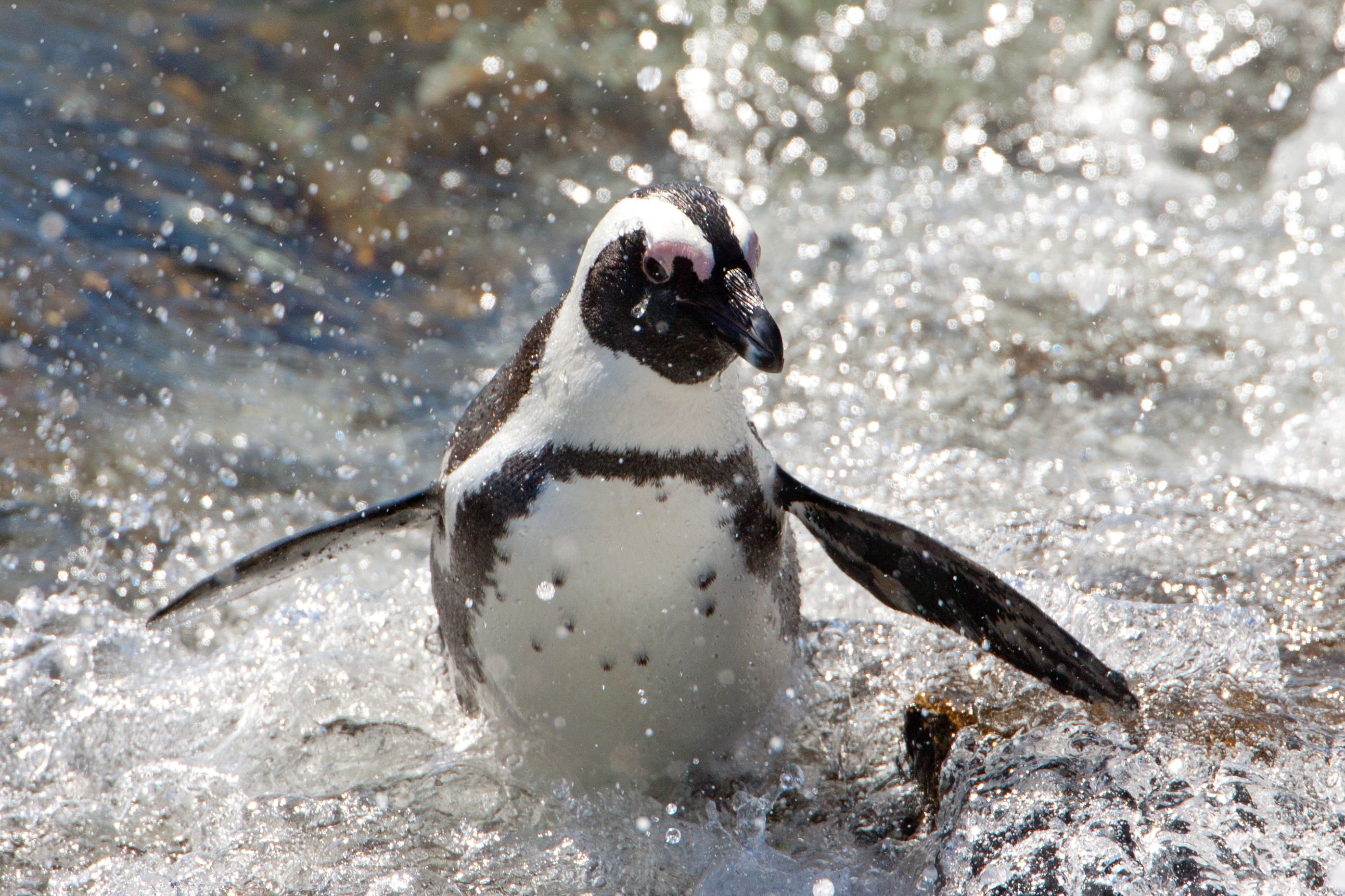 Afrikansk pingvin med karakteristisk sort-hvid fjerdragt på den stenede kyst ved Boulders Beach nær Cape Town - en unik naturoplevelse i Sydafrika