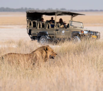 Majestætisk hanløve i høje græsser under safari gamewatch i Afrika