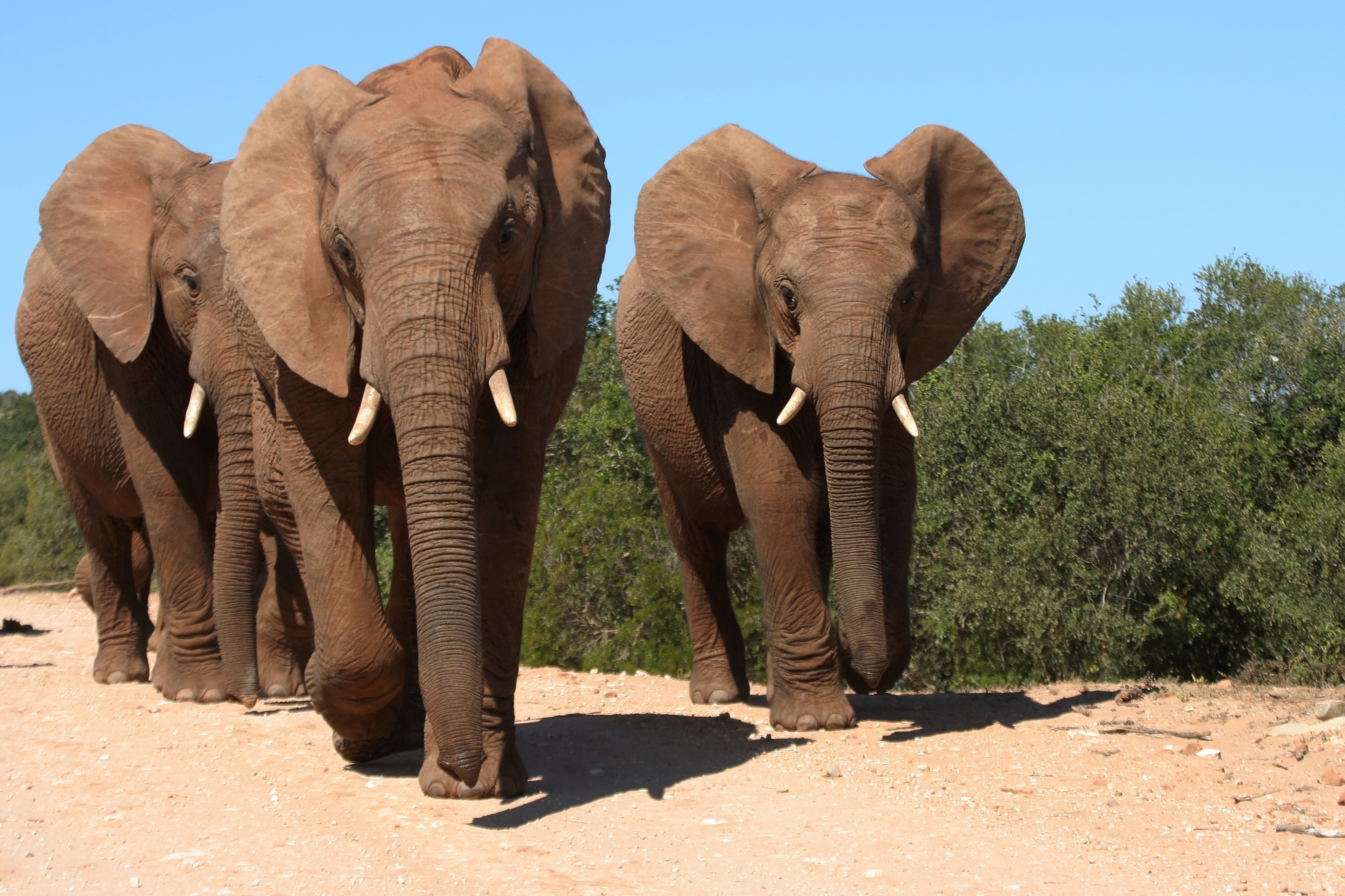 Flok af afrikanske elefanter med stødtænder på vej mod kameraet i Addo Elephant National Park i Sydafrika