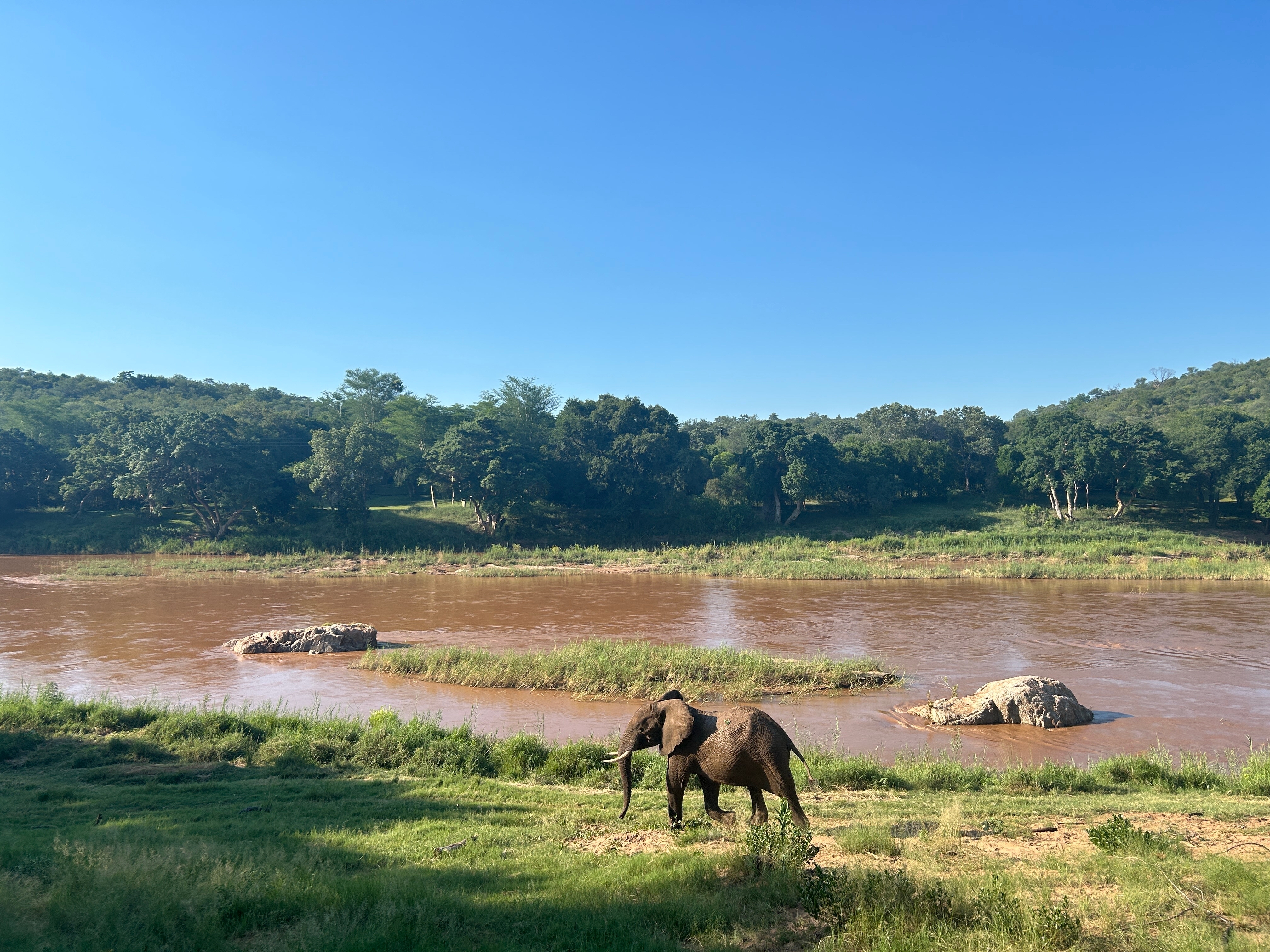 Afrikanske elefanter græsser ved mudret flod i naturlig savanne under blå himmel på safari i Kenya