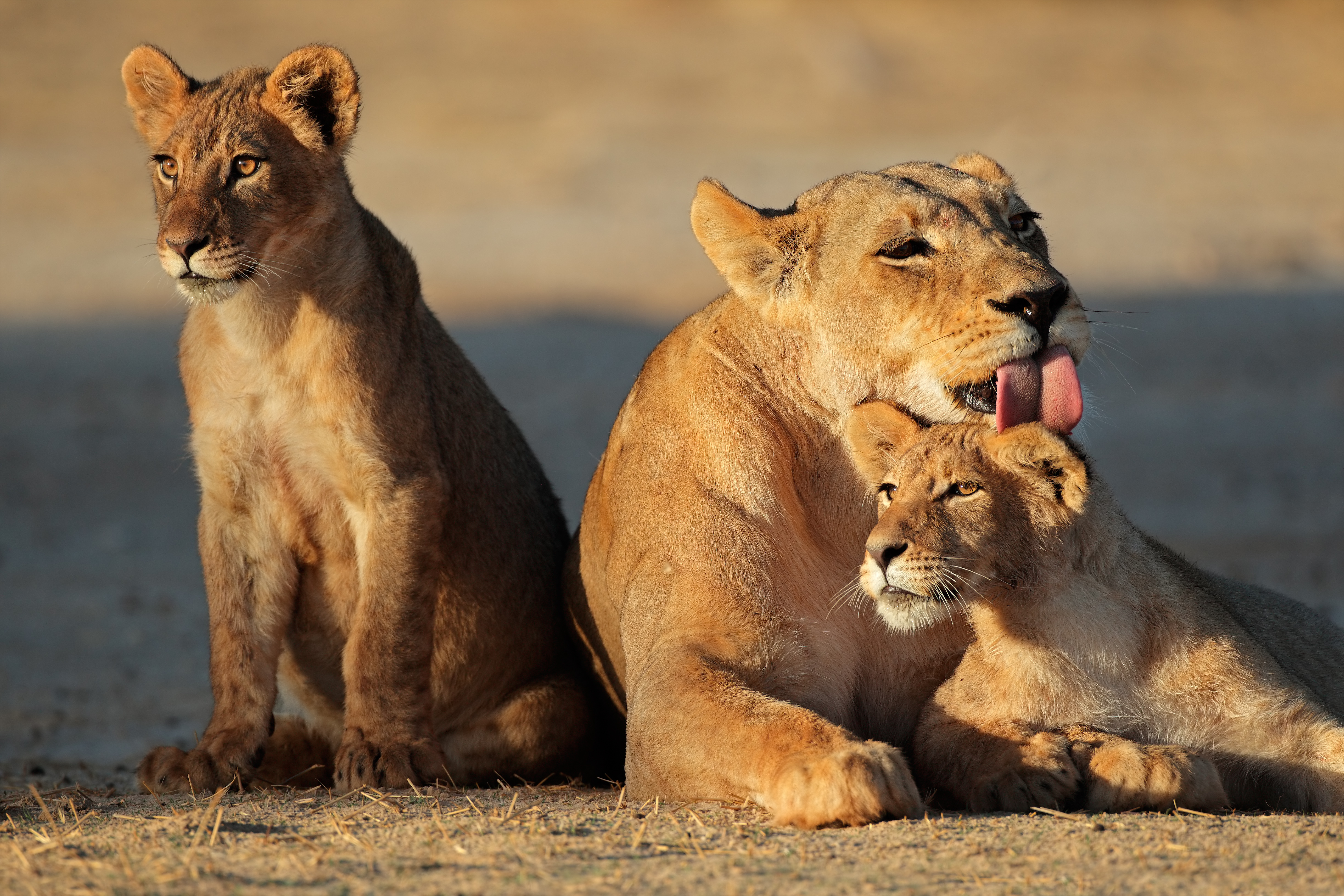 Afrikansk løvinde med små unger i Kalahari ørkenen under safari i Sydafrika