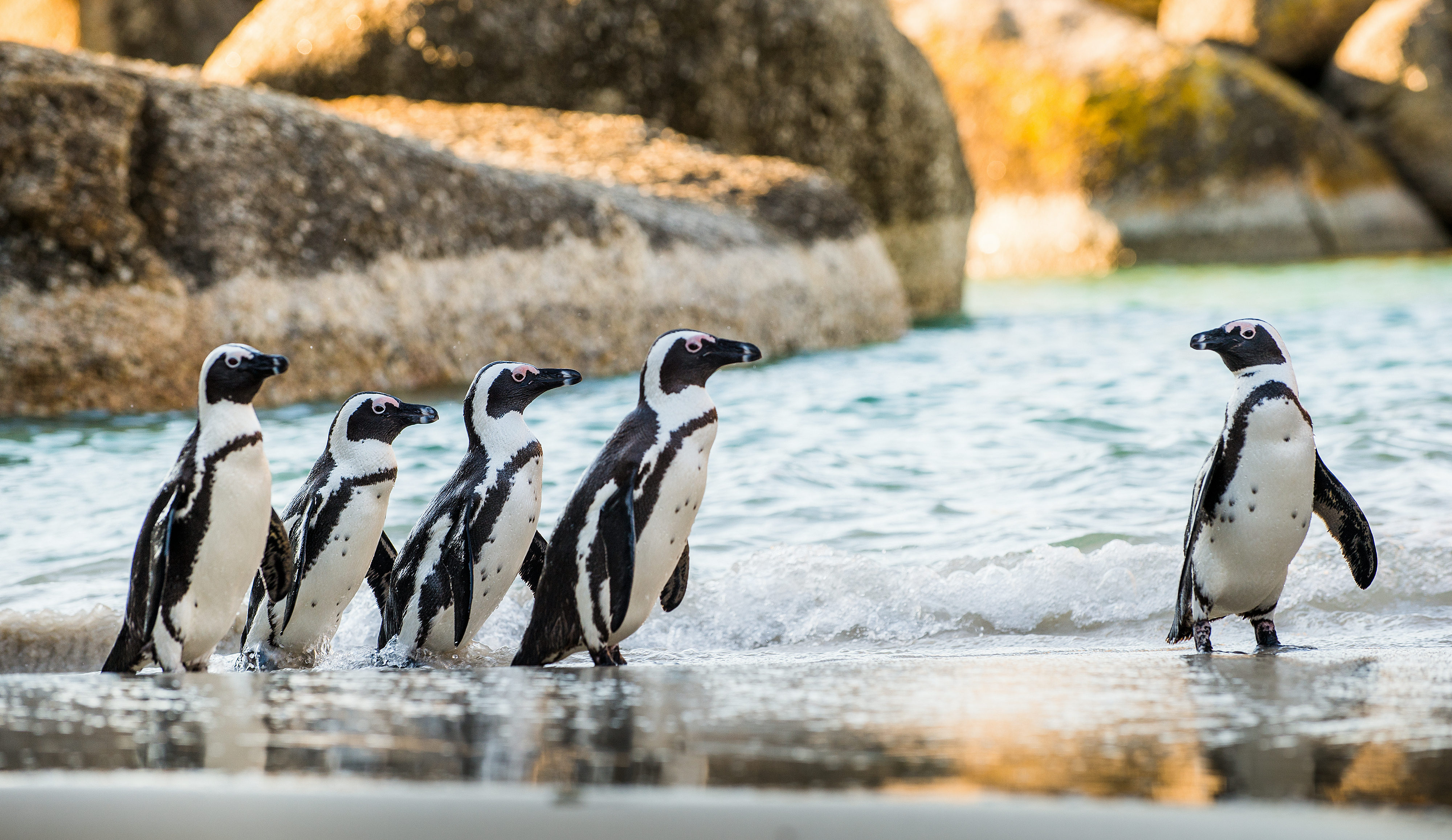 Afrikanske pingviner på stranden ved Boulders Beach i Kapstaden, Sydafrika
