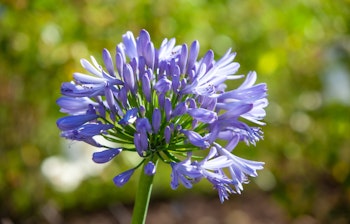 Smuk lilla Agapanthus (Nil-lilje) i nærbillede fra frodige haver på Madeira