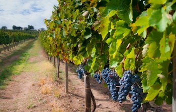 Solrig Aglianico vinmark i Campania, Italien under efterårets vinhøst med modne røde druer til Taurasi vin