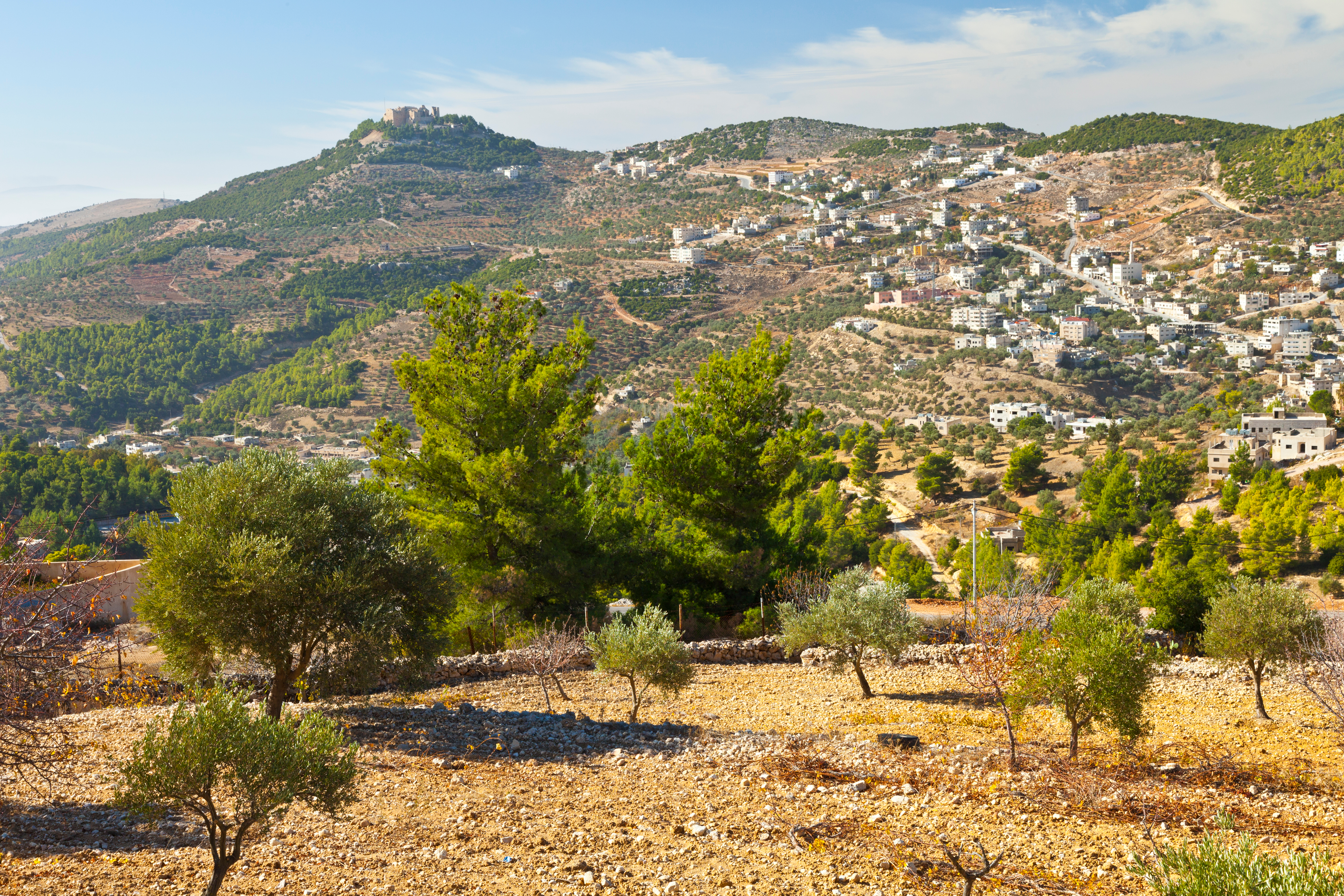 Middelalderligt Ajloun slot på bakketop omgivet af oliventræer i Jordan