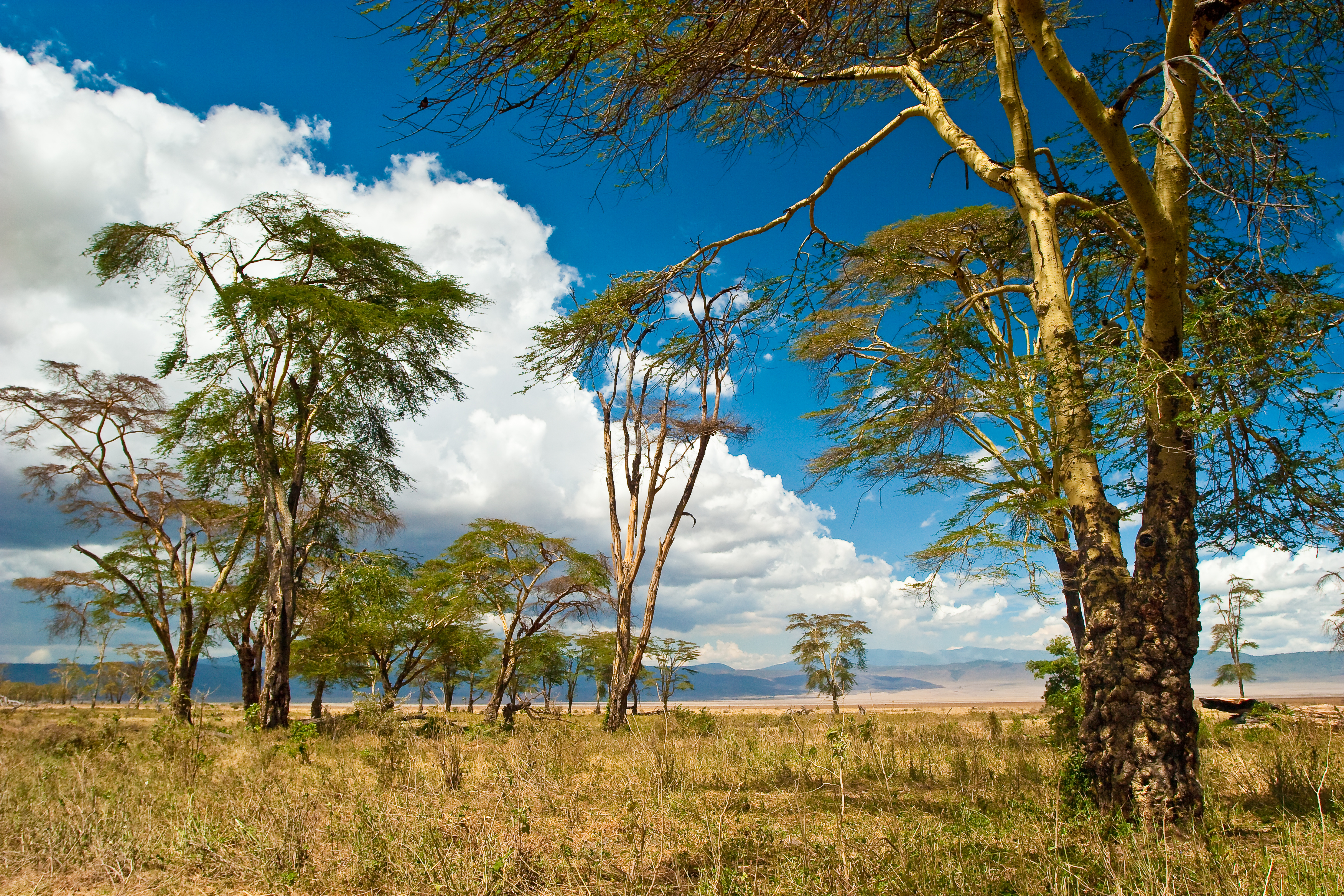 Akacietræer i afrikansk savanne med blå himmel og bjerge i Kenya