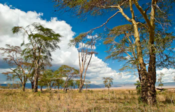 Akacietræer i afrikansk savanne med blå himmel og bjerge i Kenya
