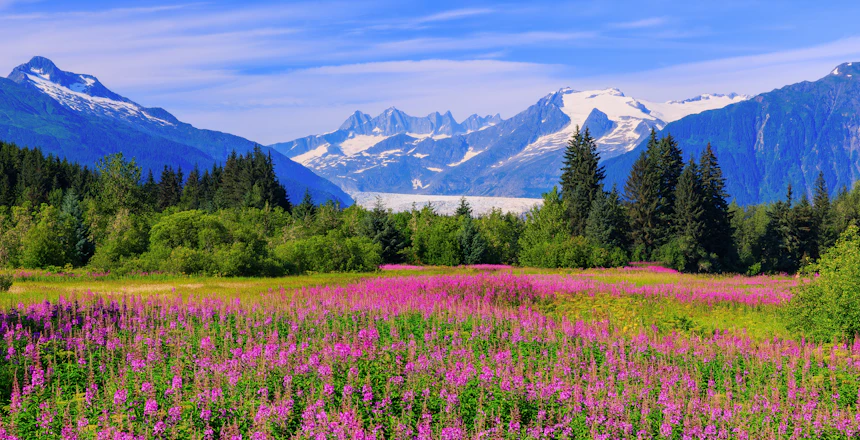 Smukke vilde blomster i lilla farver foran sneklædte bjerge og gletsjere i Alaska