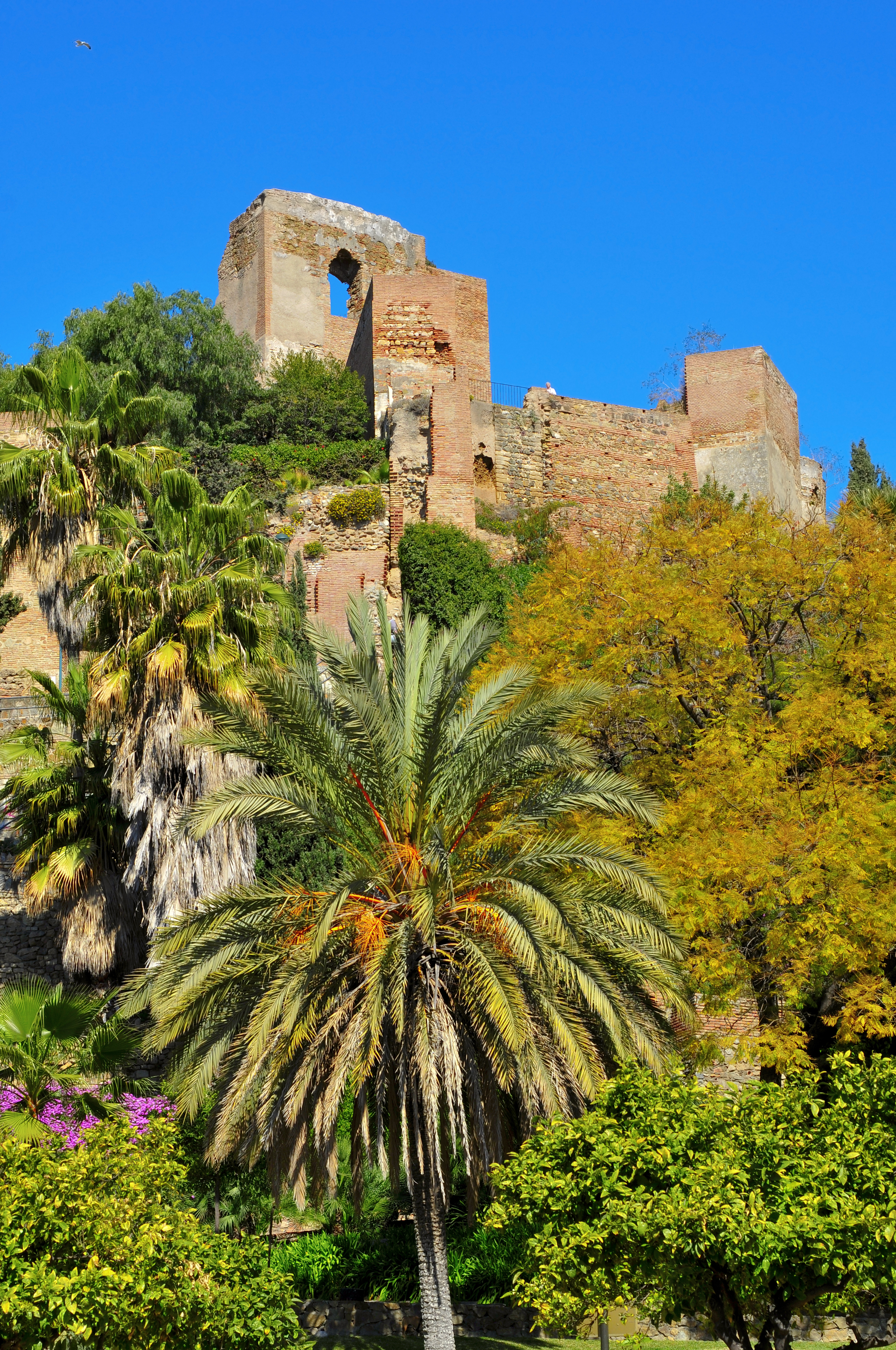 Historisk Alcazaba fæstning med palmetræer og haver i Malaga, Spanien under blå himmel