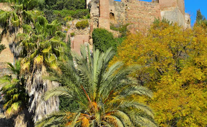 Historisk Alcazaba fæstning med palmetræer og haver i Malaga, Spanien under blå himmel