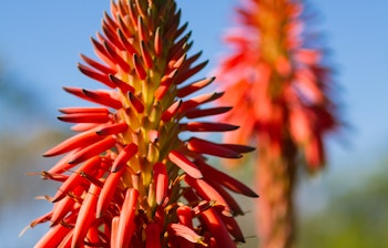 Rød Aloe Vera blomst i fuldt flor under den blå himmel på Madeira, Portugal