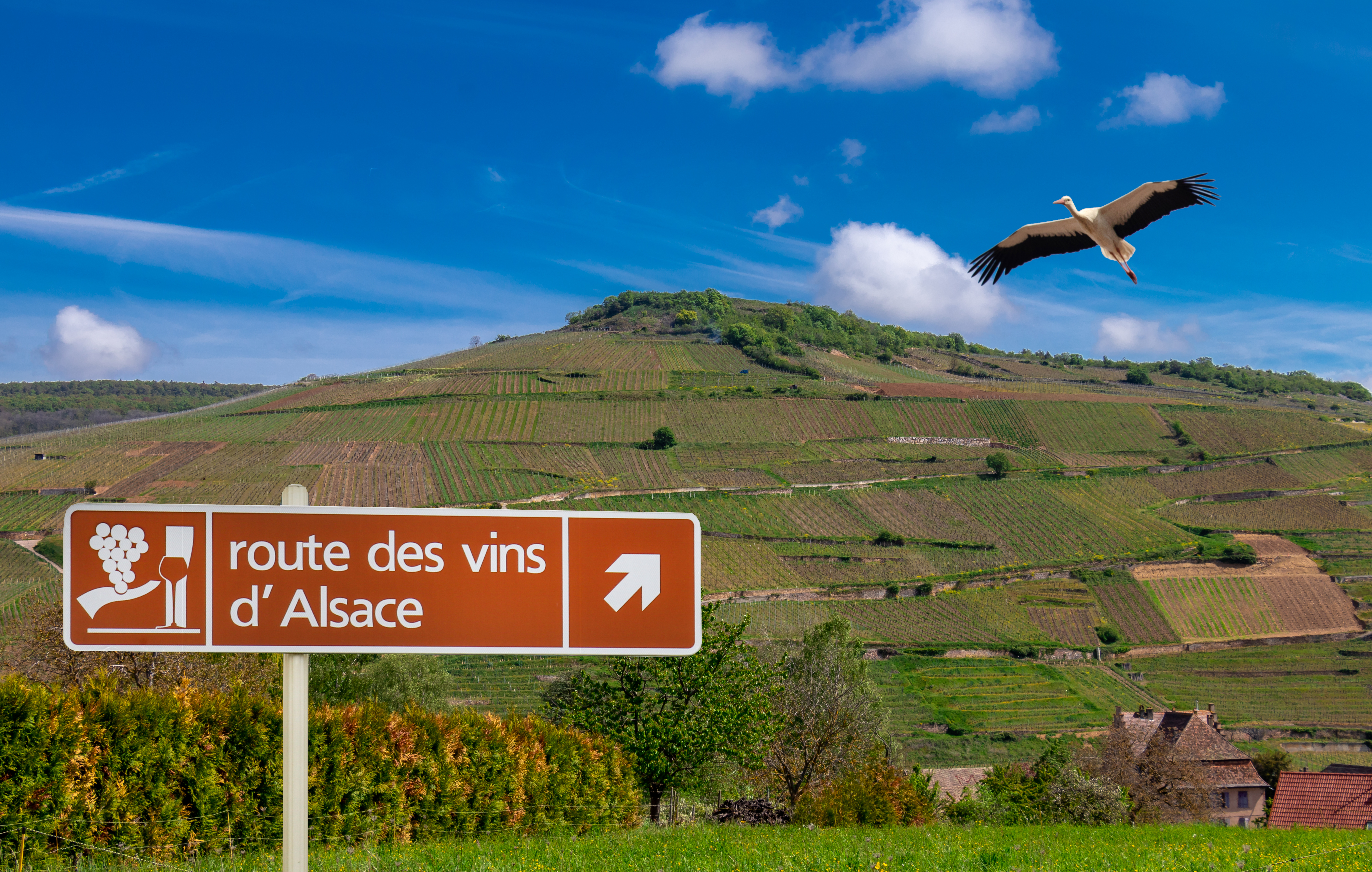 Vejskilt til Route des Vins d'Alsace med en hvid stork i flugten over de grønne vingårde i Alsace, Frankrig