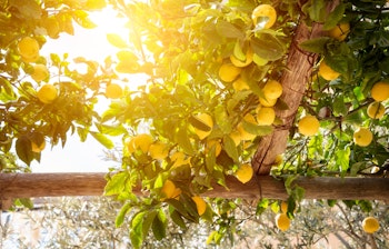 Solmodne gule citroner der vokser på et træ i en frodig have på Amalfikysten, kendt for sin limoncello-produktion og middelhavsstemning