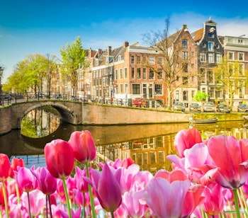 Blomstrende lyserøde tulipaner langs Amsterdams kanal med historiske kanalhuse og stenbro i forårets Holland