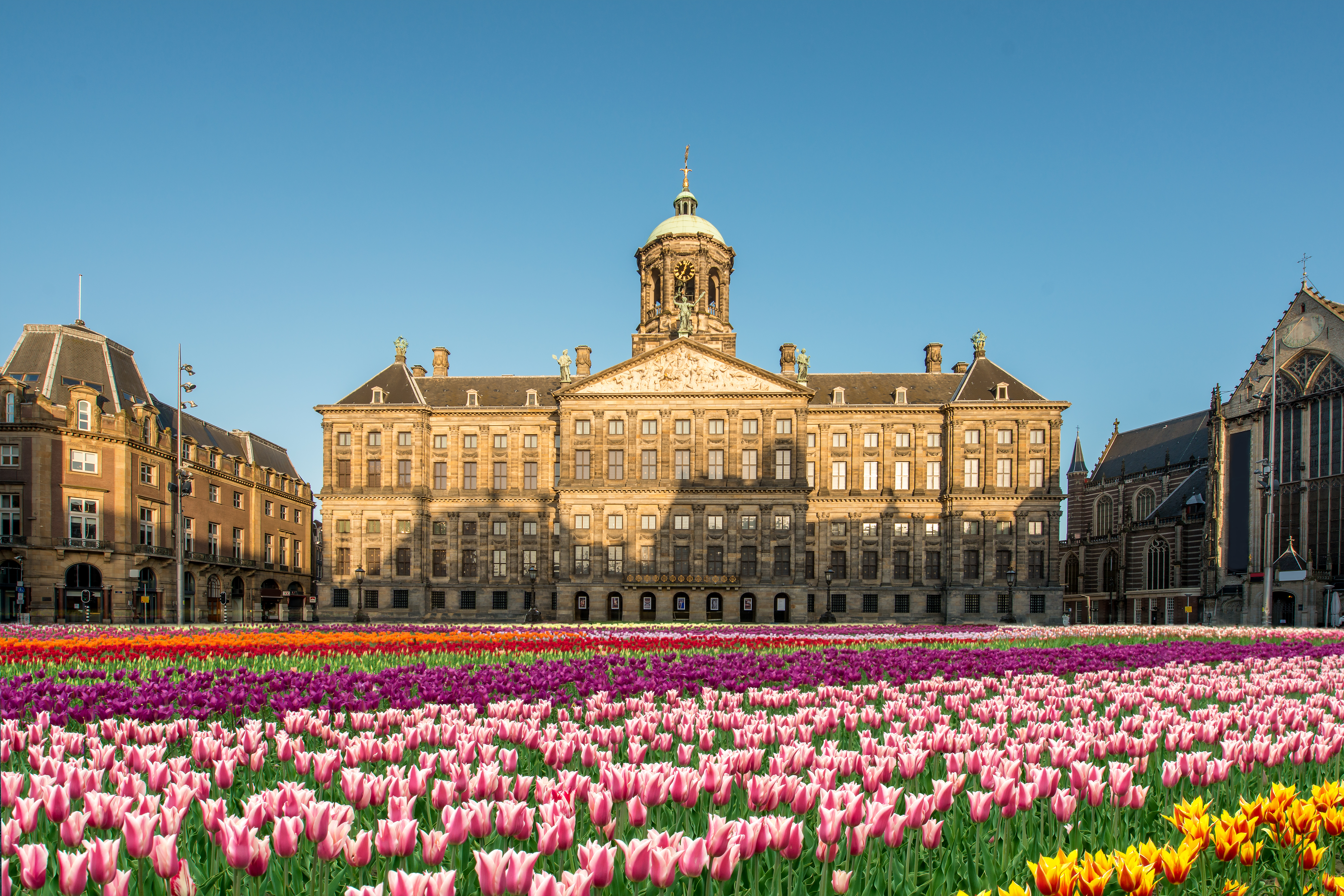 Amsterdams kongelige palads med farverige tulipaner på Dam Square i Holland