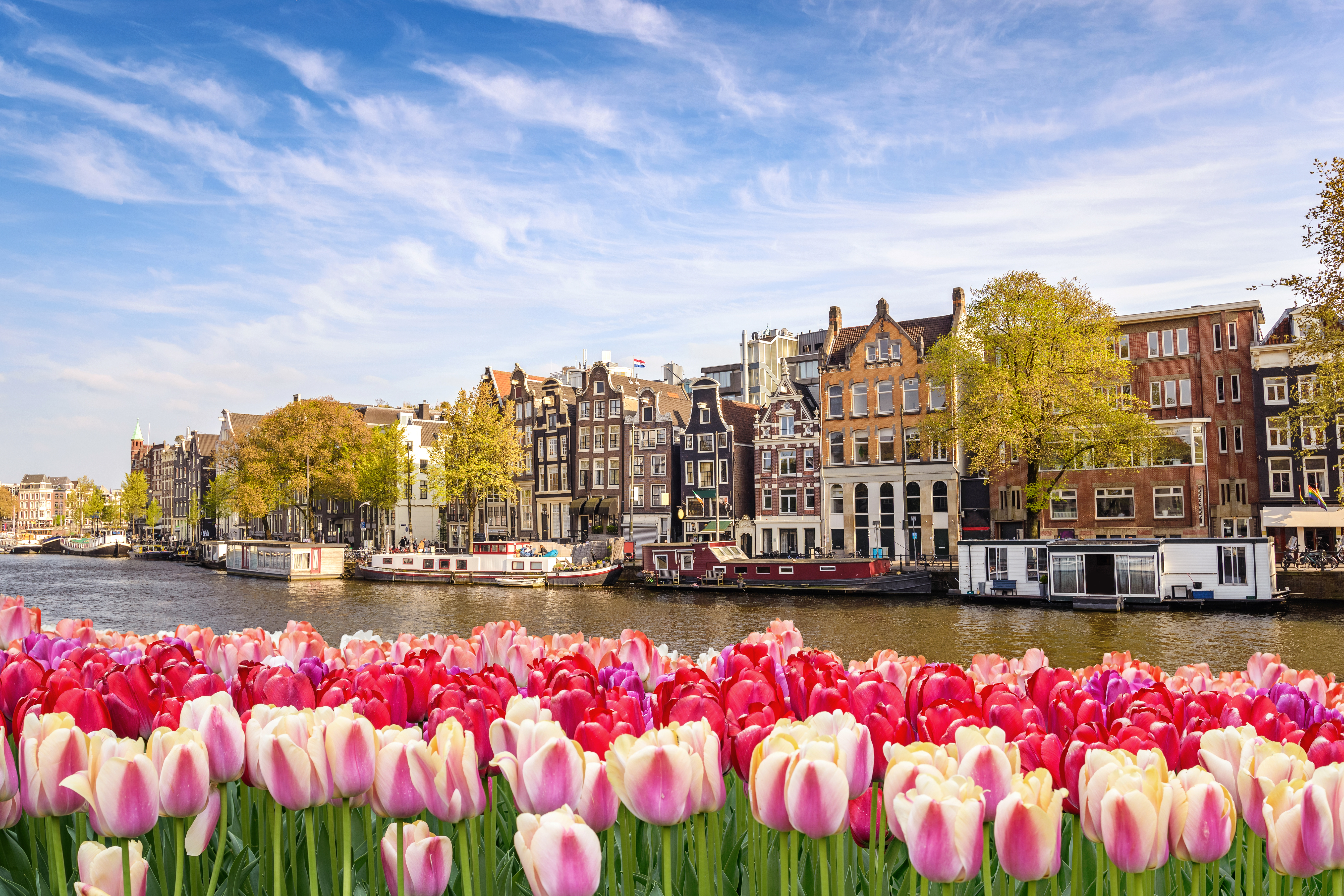 Farverige tulipaner langs Amsterdam kanal med traditionelle hollandske huse og husbåde om foråret