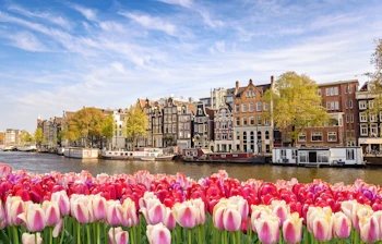 Farverige tulipaner langs Amsterdam kanal med traditionelle hollandske huse og husbåde om foråret