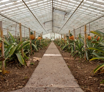 Traditionel ananasplantage i drivhus på São Miguel i Azorerne - eksotisk tropisk frugtdyrkning i frodigt grønt miljø