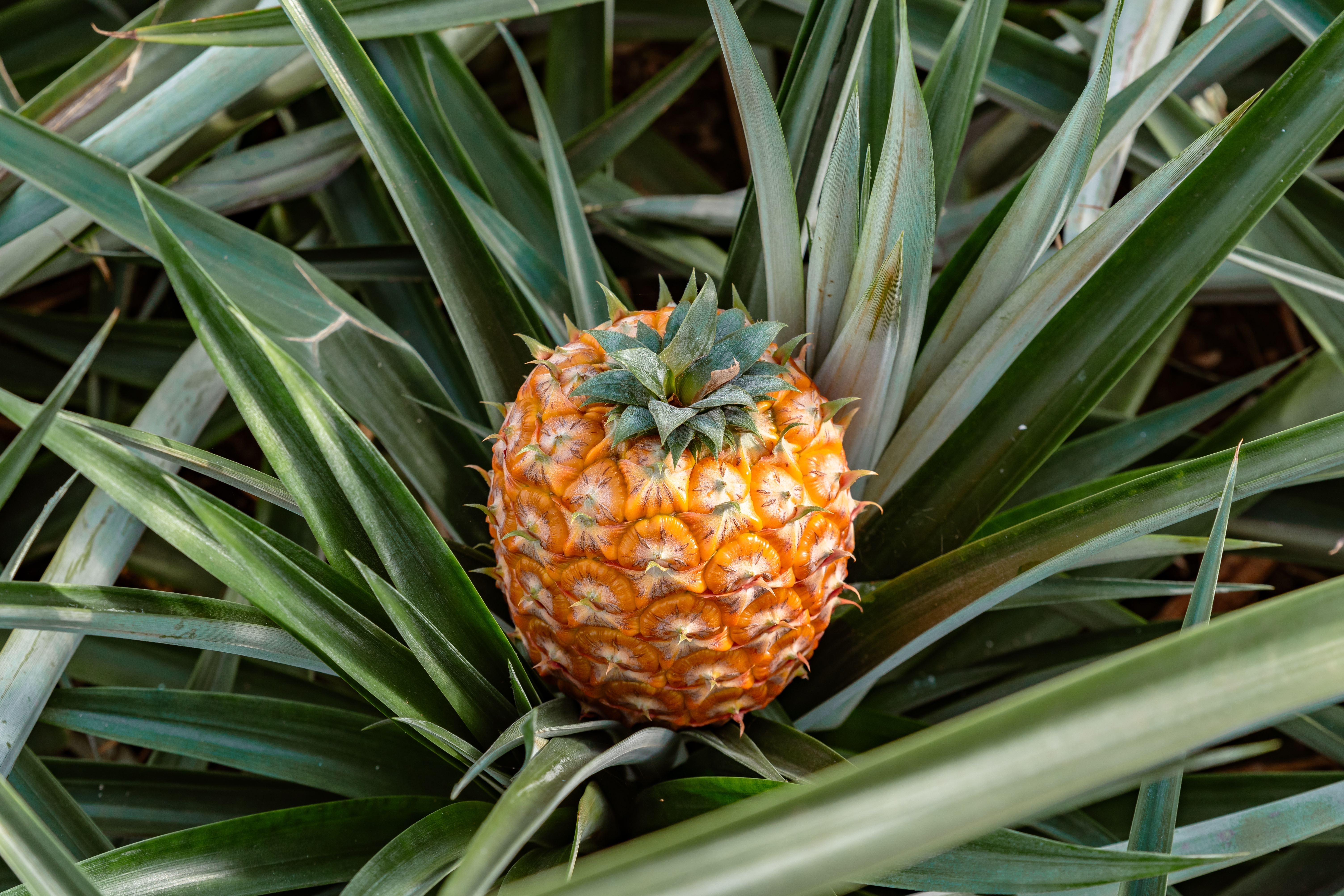 Frisk ananas der vokser på tropisk plantage i Azorerne Portugal