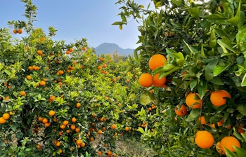 Solmoden appelsinplantage med friske frugter i Sóller dalen på Mallorca med Tramuntana bjergene i baggrunden