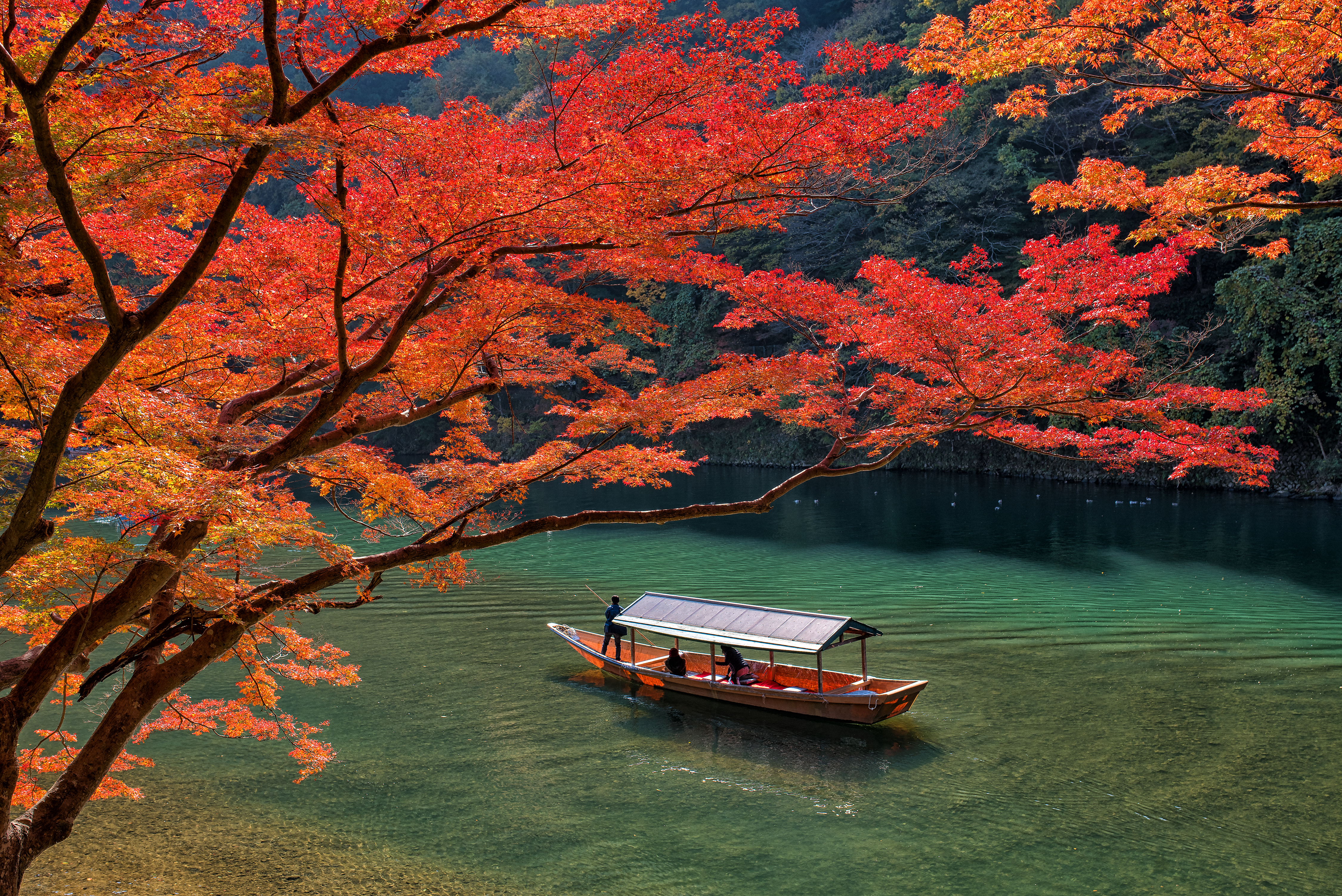 Traditionel træbåd på Katsura-floden omgivet af farverige efterårsløvtræer i Arashiyama, Kyoto