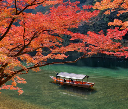 Traditionel træbåd på Katsura-floden omgivet af farverige efterårsløvtræer i Arashiyama, Kyoto