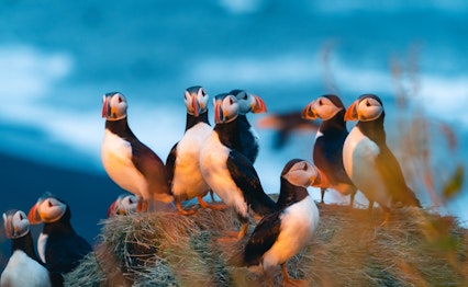 Gruppe af farverige atlantiske lunder med karakteristiske orange næb samlet på en græsbevokset klippeafsats i Islands vilde natur