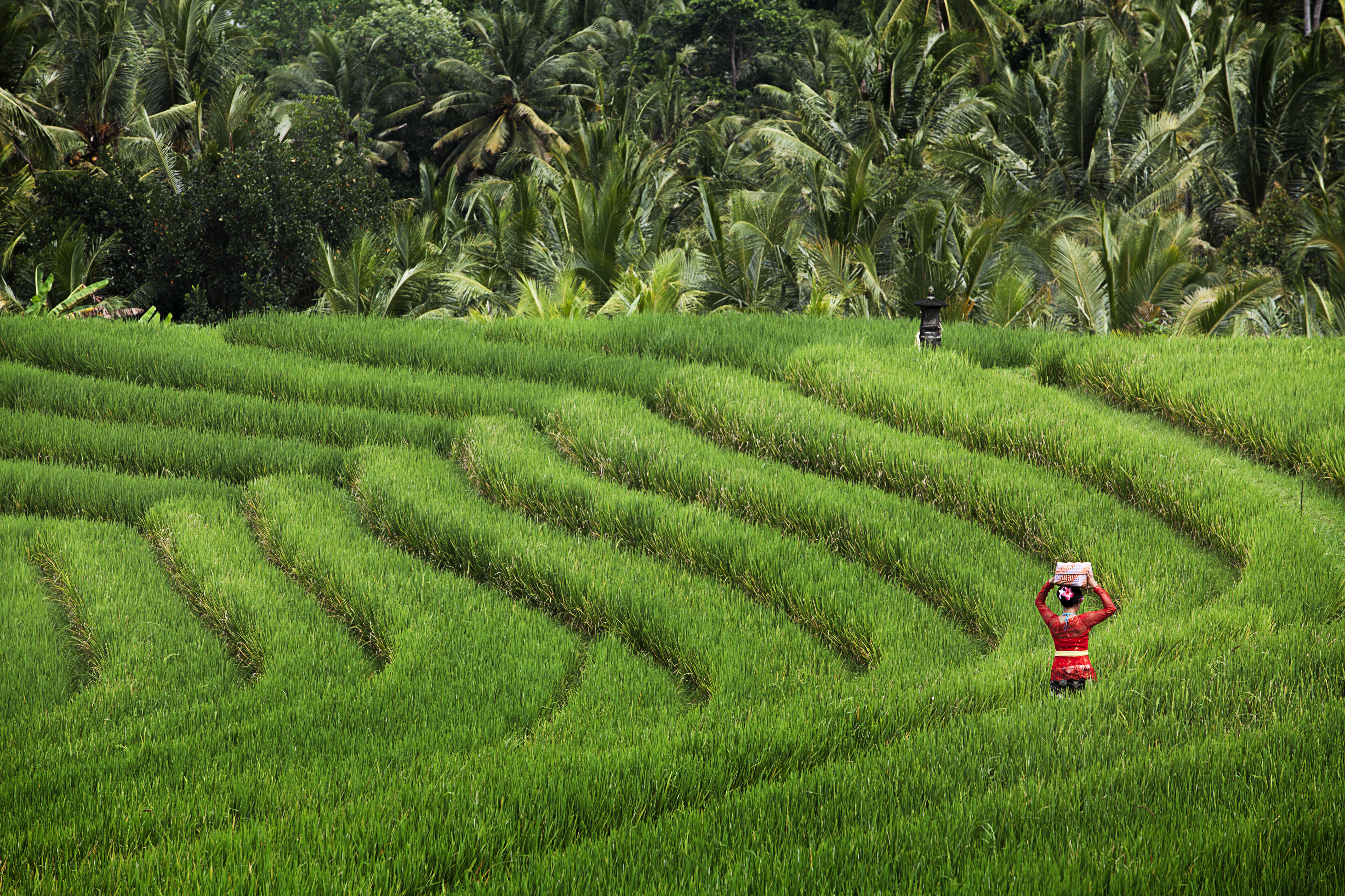 Balinesisk kvinde i farverig traditionel kjole på grønne risterrasser i Ubud, Bali