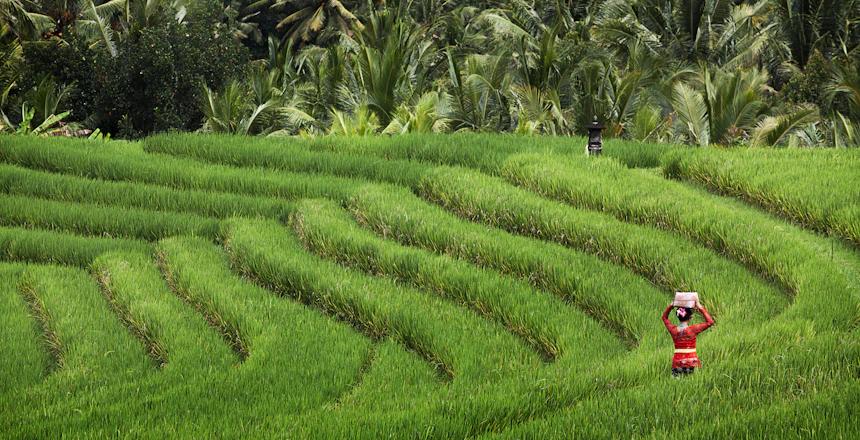 Balinesisk kvinde i farverig traditionel kjole på grønne risterrasser i Ubud, Bali