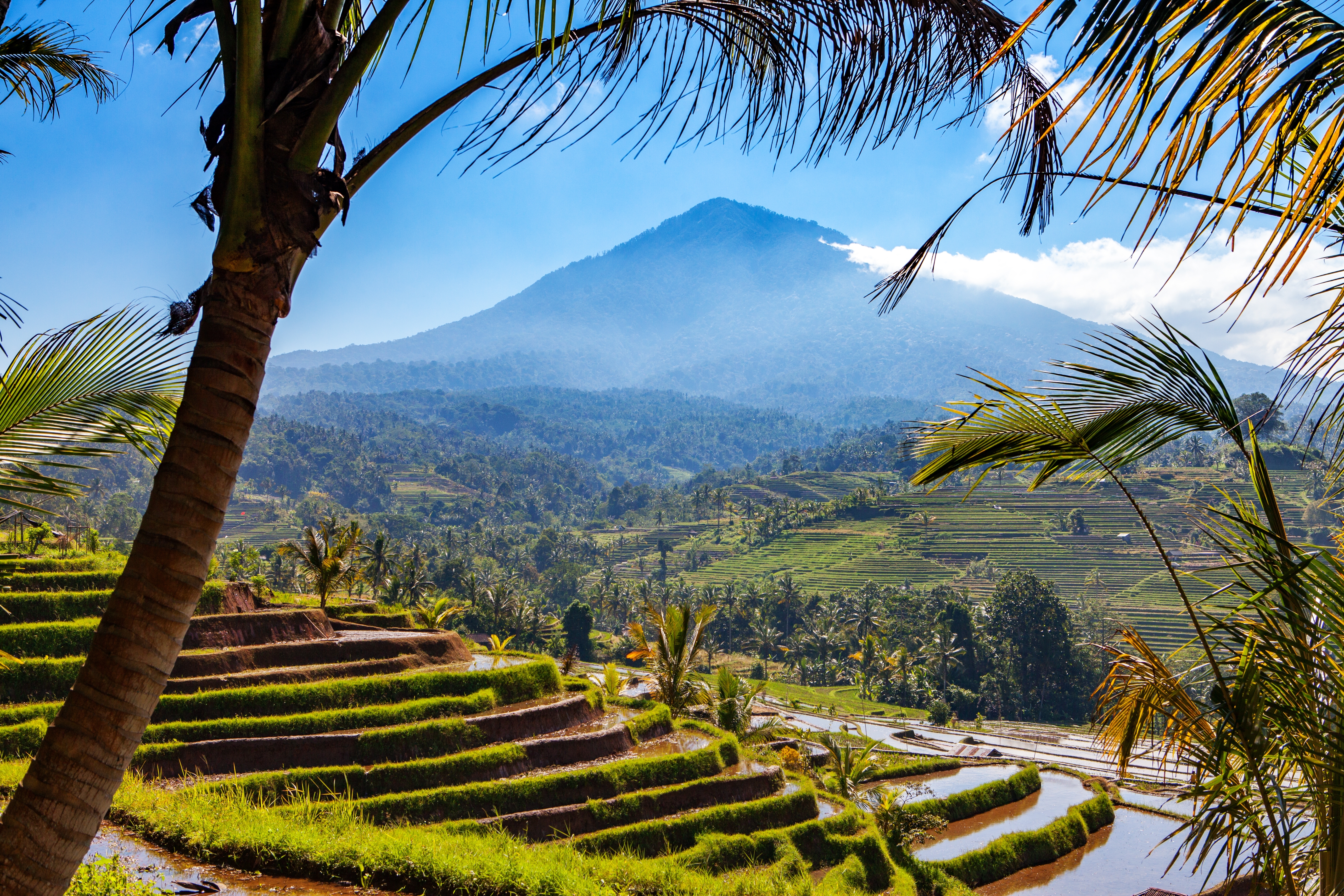 Panoramaudsigt over grønne risterrasser på Bali med palmer og vulkan i baggrunden, Indonesien