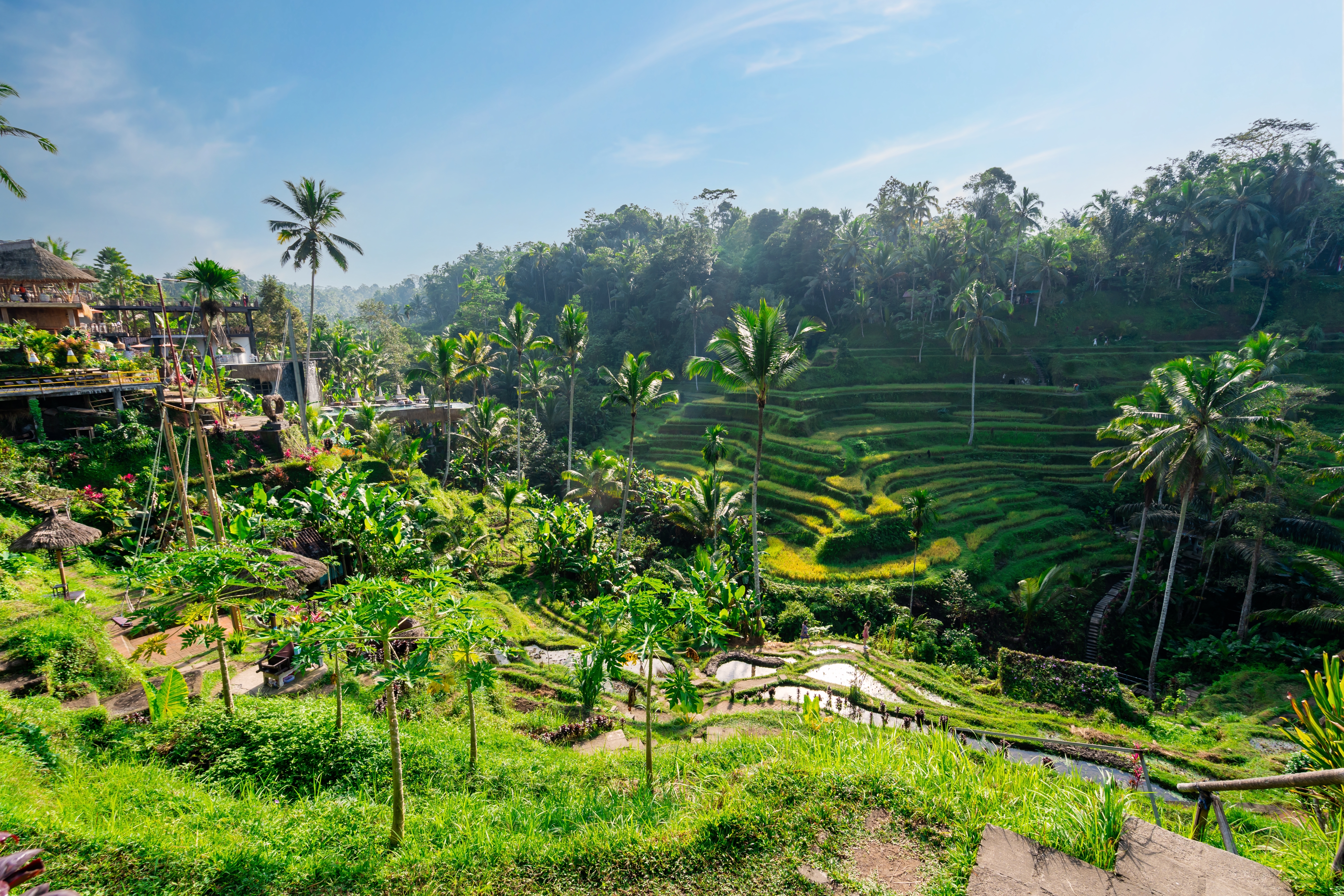 Smukke Tegalalang risterrasser i Ubud Bali med frodig grøn tropical vegetation og palmer