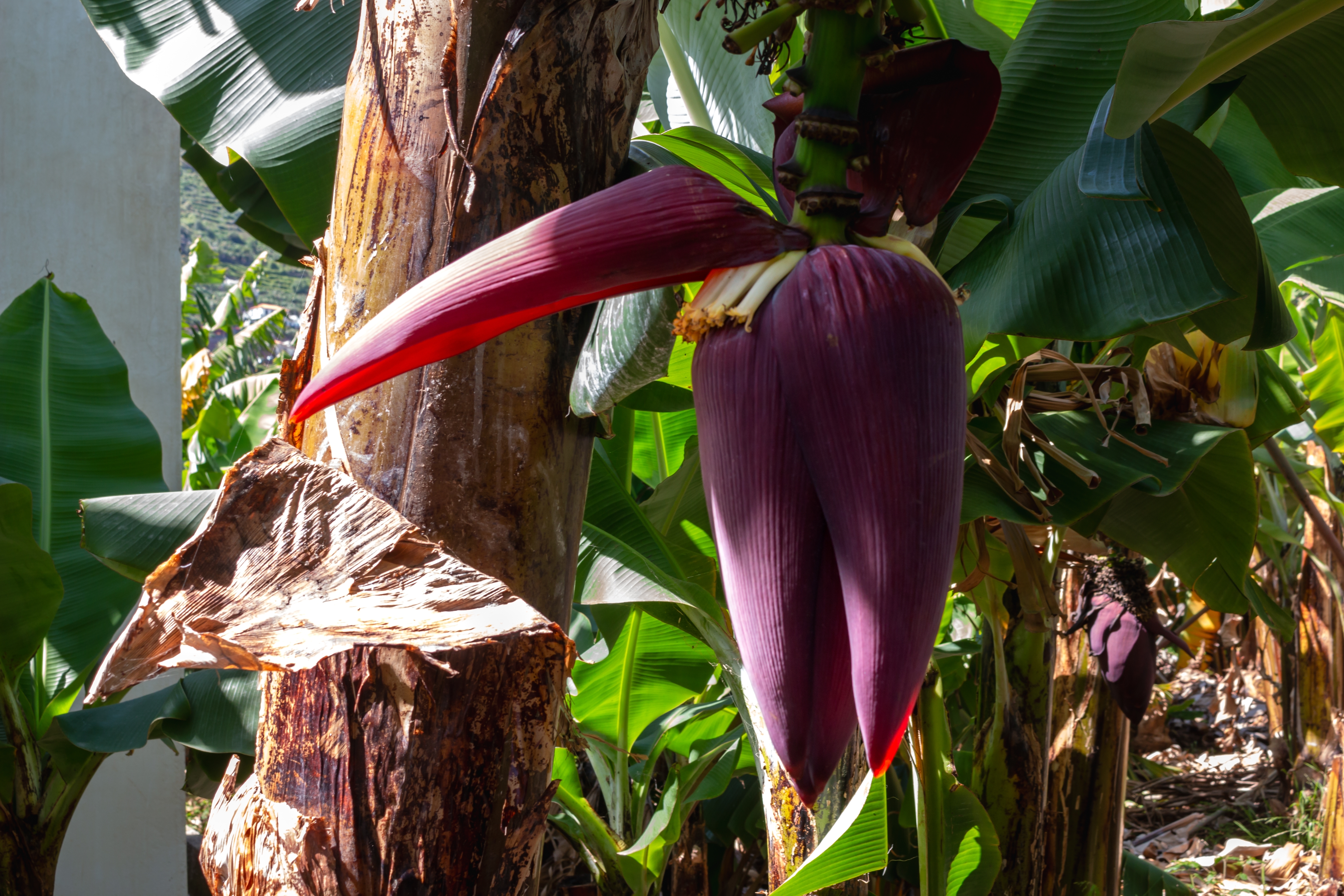 Eksotisk bananblomst på træ i det tropiske Madeira Portugal