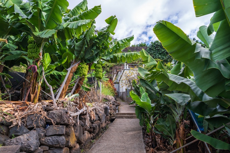 Stenbelagt sti gennem en frodig bananplantage nær Funchal på Madeira med grønne tropiske planter og voksende bananklaser