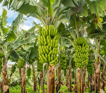 Grønne umodne bananer der gror på træer i en frodig plantage på Tenerife, De Kanariske Øer