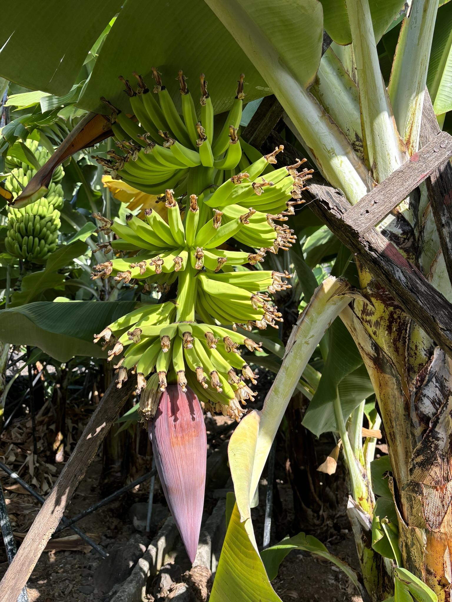 banantræ i bananplantage vandreferie madeira