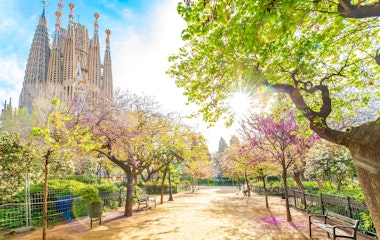 Idyllisk forårspark med blomstrende kirsebærtræer i Barcelona centrum og Gaudis verdensberømte Sagrada Familia basilika i baggrunden under en strålende blå himmel - et perfekt rejsemål i foråret