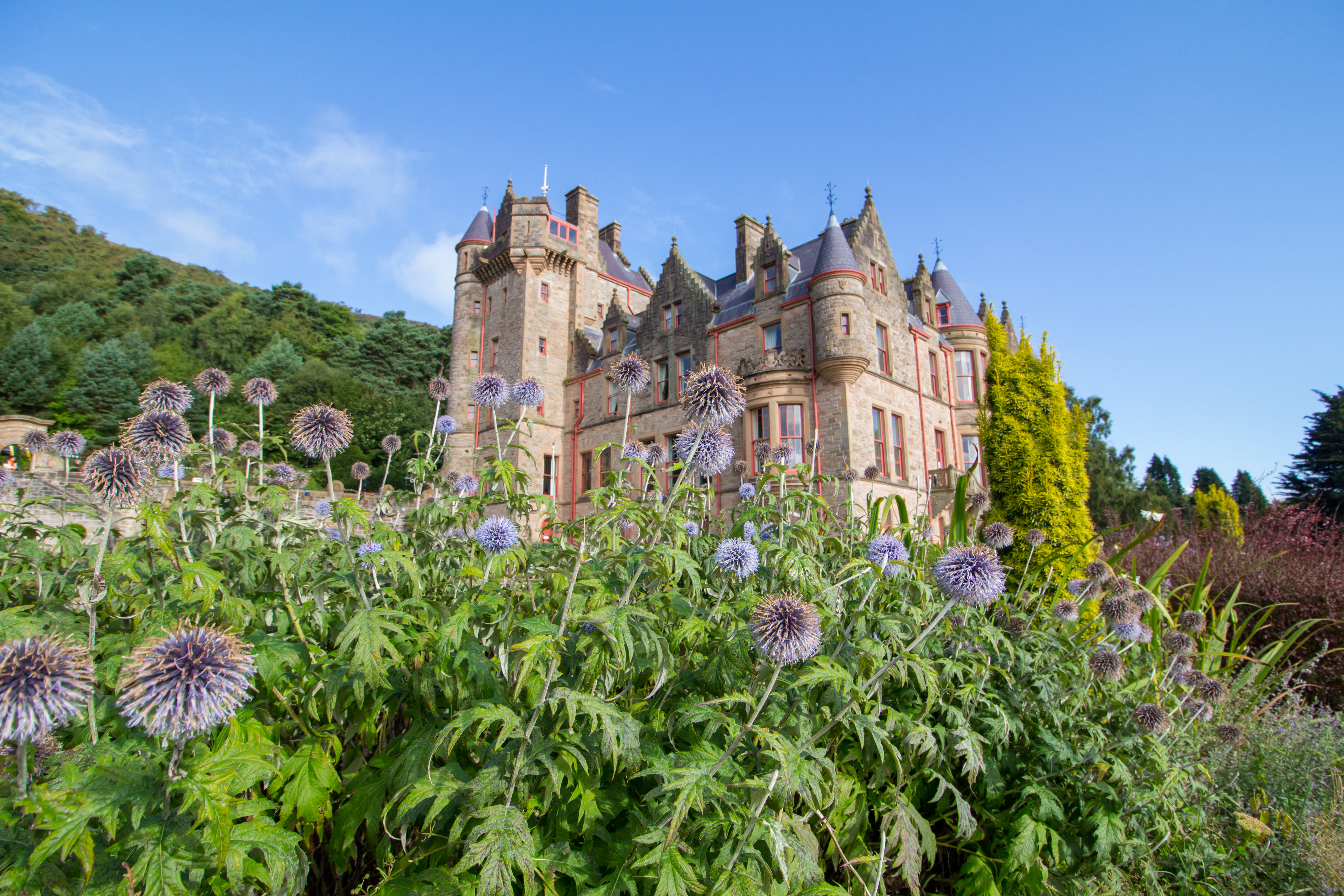 Belfast Castle med smukke haver og lilla blomster i Nordirland