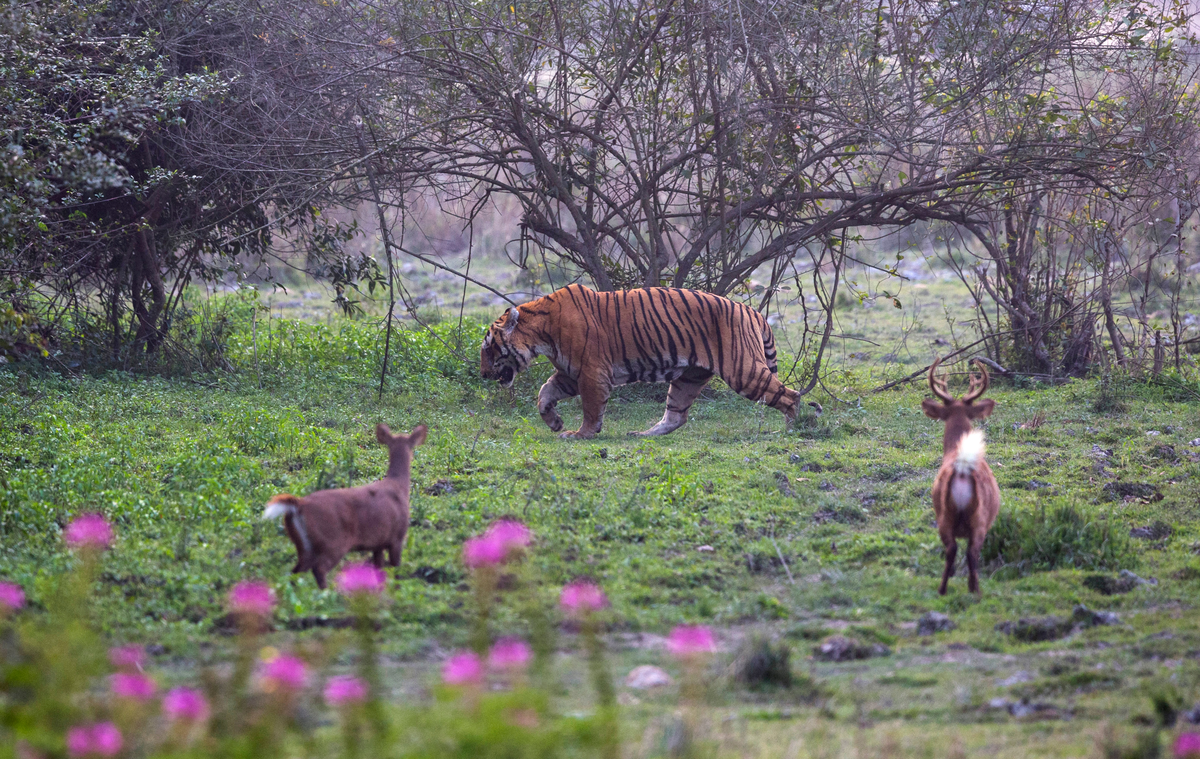 Bengalsk tiger og rådyr i skumringen i Kaziranga Nationalpark, Assam - perfekt til wildlife safari i Indien