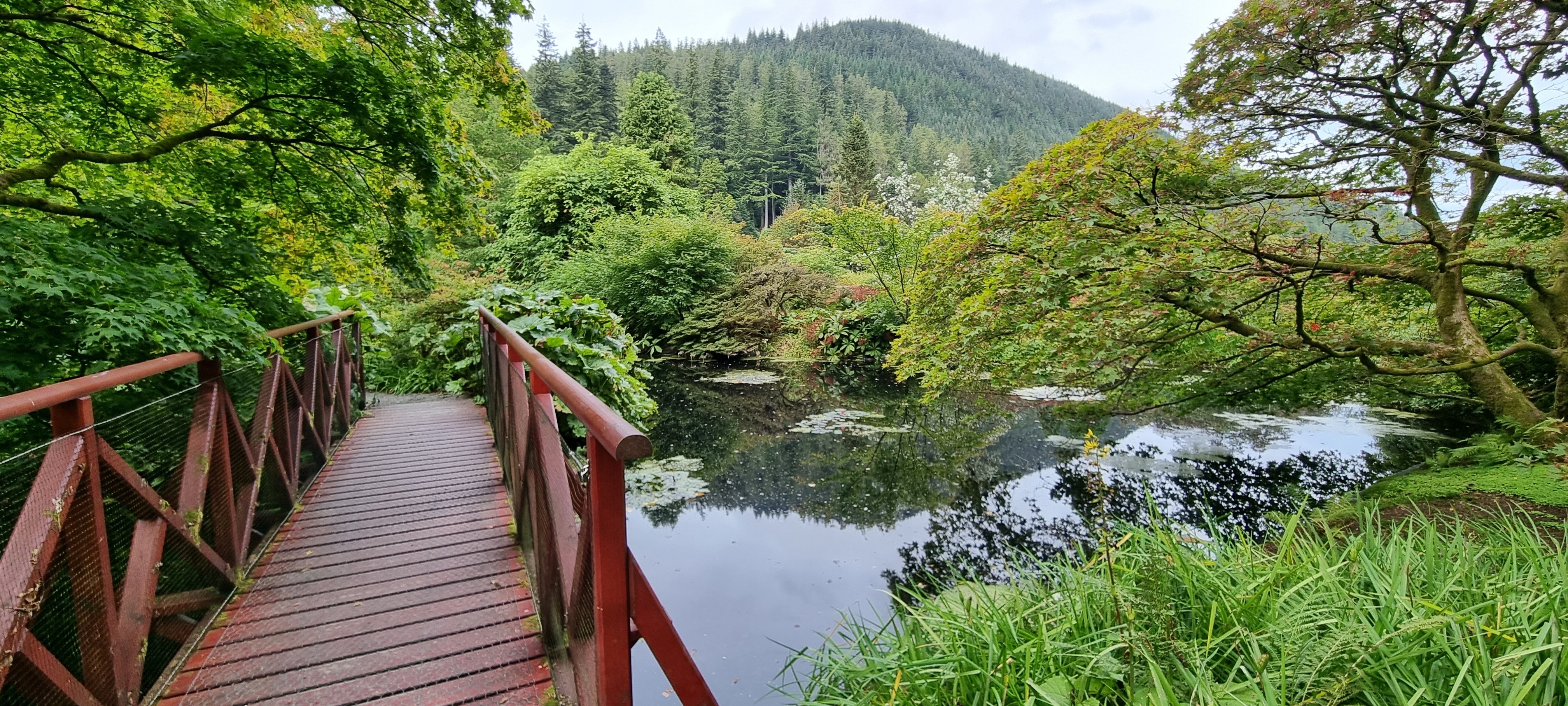 Rød træbro over en rolig dam med åkander omgivet af frodig grøn skov og bløde bakker i Benmore Botanisk Have, Dunoon, Skotland