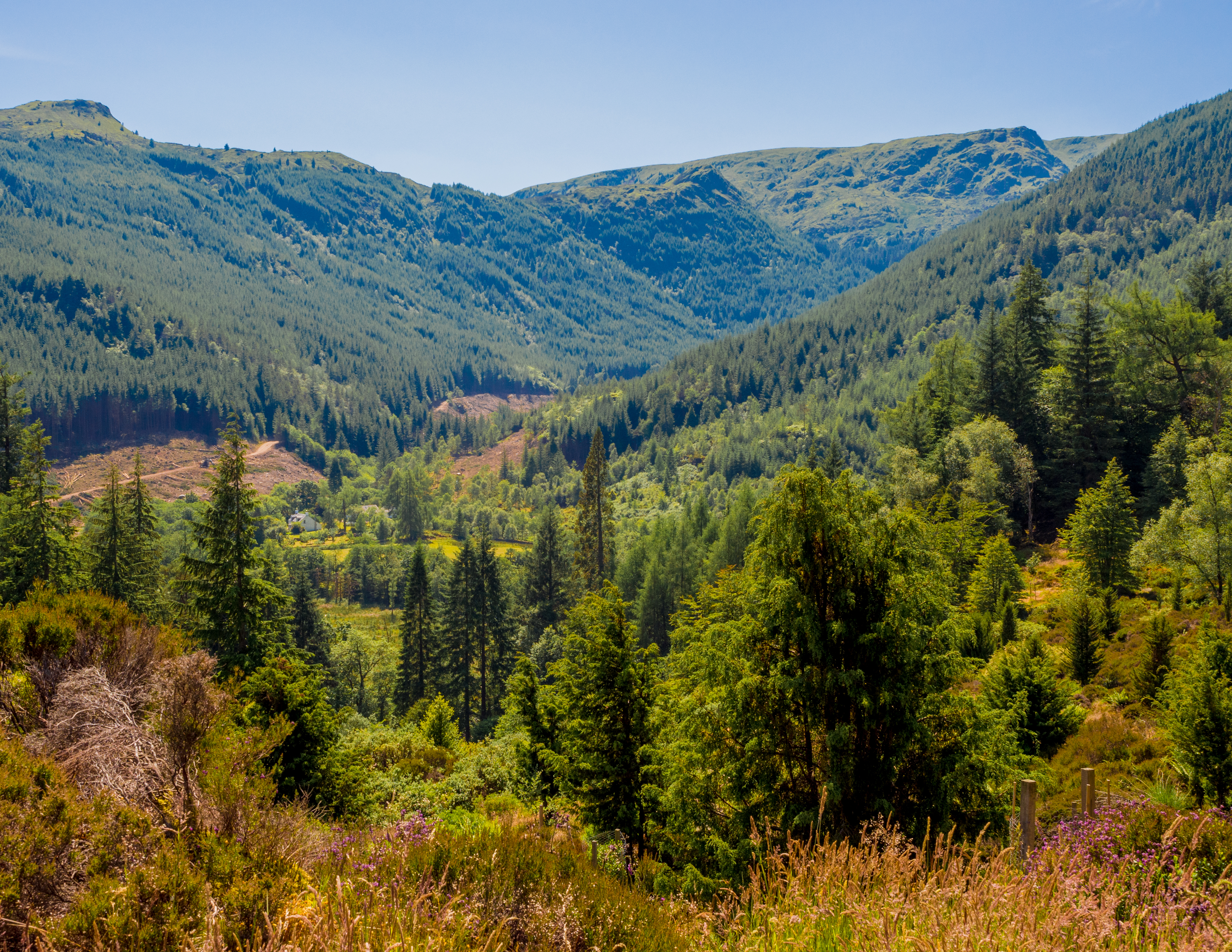 Smuk udsigt over den grønne dal ved Benmore Botanical Gardens med tæt skov og bjerge i Argyll og Bute, Skotland