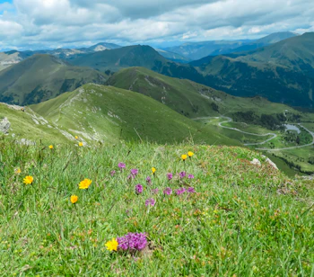 Bjergvandring med vilde blomster i alpe enge og smuk udsigt over dale